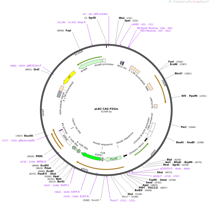pLB2 CAG P2Gm质粒图谱